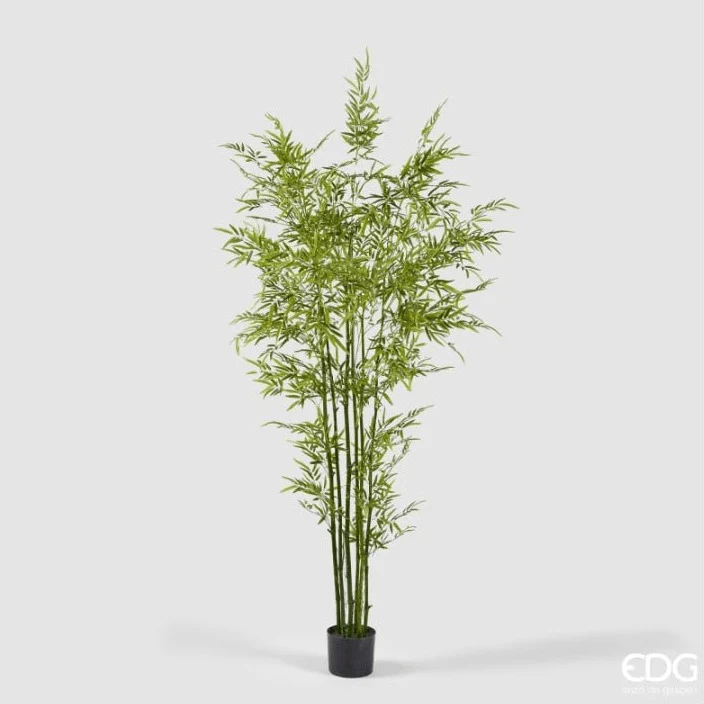 Bamboo Con vaso Altezza 210cm | EDG